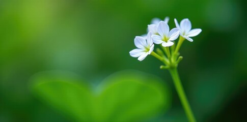 Fototapeta premium Small, delicate flowers on a leafy green stem, greenery, periwinkle