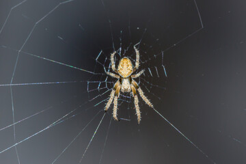 Orb-Weaver Spider Waiting in the Center of its Web
