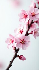 Naklejka premium Twigs adorned with delicate pink cherry blossoms against a white background, garden, twigs
