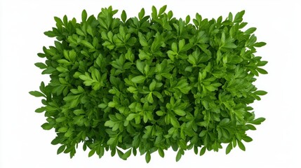 Obraz premium Vibrant green foliage viewed from directly above, showcasing dense, small leaves forming a lush, rectangular shape against a stark white background