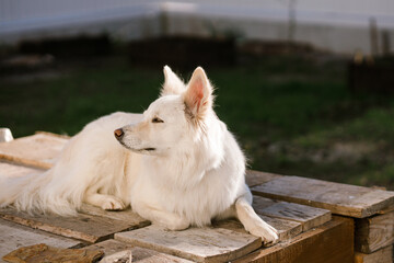 Adorable white dog sitting on old wood in sunny garden. Portrait of sweet fluffy dog in sunlight on...