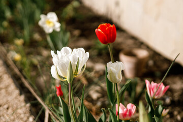 Beautiful tulips in sunny garden. Pink, white and red tulips spring flowers blooming in urban...