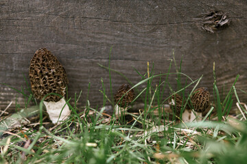 True morels. Morchella esculenta. Morchella mushrooms growing in garden close up. Fungi delicacy, delicious edible mushrooms