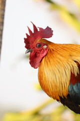 Golden Roster in Laos