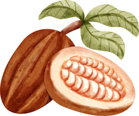 watercolor cocoa pod