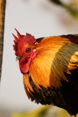 Golden Roster in Laos