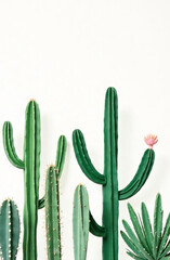 cactus, simless pattern on white background for the decoration of pastel linen or tiles