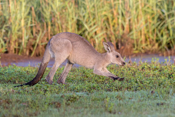 Agile Eastern Grey Kangaroo (Macropus giganteus) Mid-Hop in Natural Habitat