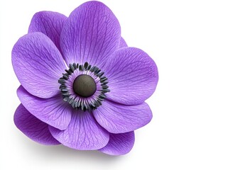 Close up studio shot of a single purple flower with a dark center and white stamens, isolated on a white background. The flower is brightly lit with