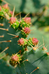 Prickly  cactus with thorns and flowers. Shallow depth of field.