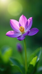 delicate green petals on a purple flower blooming in the garden, plant life, flora