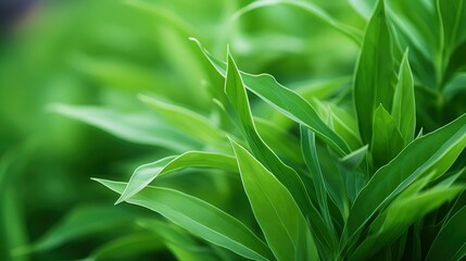 Fototapeta premium slender stem leaves