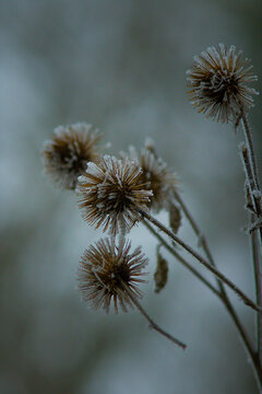 Frostige Disteln