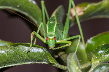 Close-Up of a Green Katydid with Striking Red Eyes on a Leaf