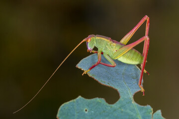 Side Profile of a Green Katydid with Red Legs on a Leaf