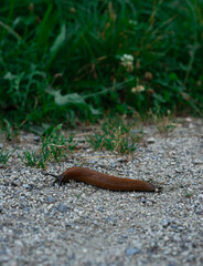 slug crawling on sand