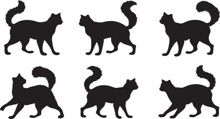 Black cat silhouette