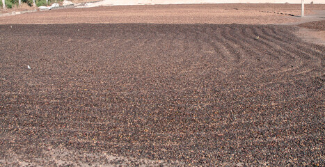 Obraz premium Coffee drying on coffee farm yard