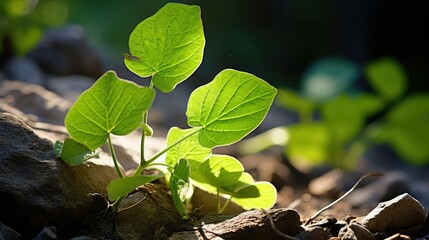 Obraz premium leaves poison ivy plant