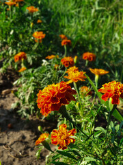 orange flowers in the garden, marigolds