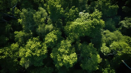 Naklejka premium sunlight tree top down