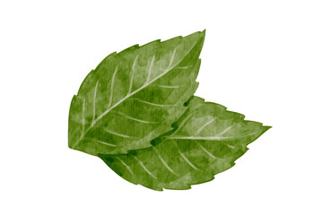 Green leaves of fresh, fragrant mint.Vector graphics.