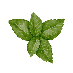 Green leaves of fresh, fragrant mint.Vector graphics.