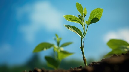 germination growth plant