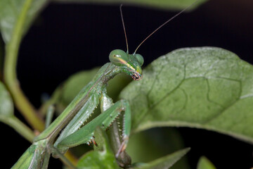 Macro of a Praying Mantis