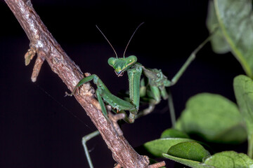 Mantis with Large Green Eyes
