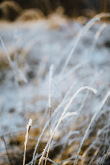Fototapeta premium frozen grass in the snow