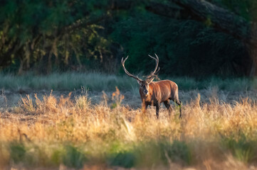 Red deer, Male roaring in La Pampa, Argentina, Parque Luro, Nature Reserve