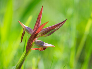 Serapias vomeracea