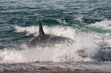 Naklejka premium Killer Whale, Orca, hunting a sea lions , Peninsula Valdes, Patagonia Argentina