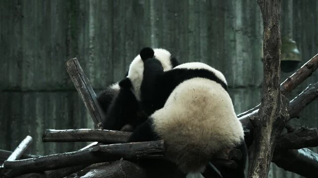 Baby panda Beixia plays at Chengdu Panda Base in Sichuan province, China