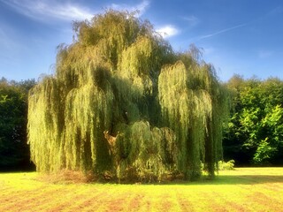Imposing spacious weeping willow on a mown meadow. Bright in the sunshine. A landscape designing tree