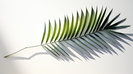 Obraz premium playful palm leaf shadow