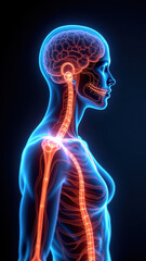 Illustration of a human torso with highlighted internal organs and central nervous system, including vagus nerve stimulation.