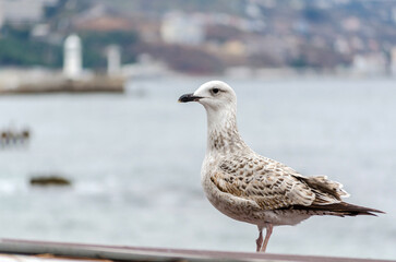 Seagull rests on ledge, ocean and blurred coastal background. Overcast sky enhances muted tones. Close-up captures feather detail and serene posture