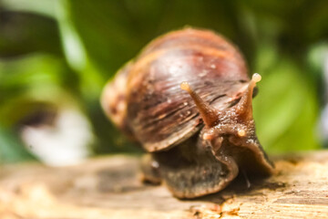 close-up of a snail crawling on a tree trunk