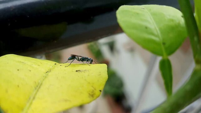 A macro view of Chalybion californicum the common blue mud dauber wasp collecting mud from leaves