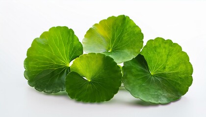 gotu kola cluster isolated on white background close up gotu kola or centella asiatica leaves isolated background