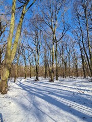 View on the Plänterwald Forest Landscape in Winter