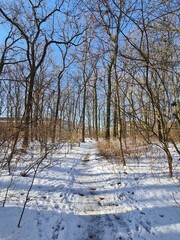 View on the Plänterwald Forest Landscape in Winter