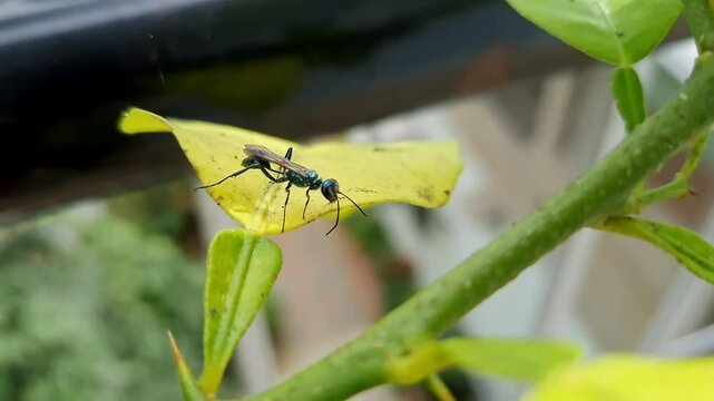 A macro view of Chalybion californicum the common blue mud dauber wasp collecting mud from leaves