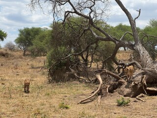 lioness in the savannah of the tarangire national park tanzania