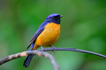 shiny colors bird perching on curve branch over green background, male of rufous-bellied niltava