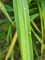 Fototapeta premium Close-Up of Dew Drops on Green Leaf