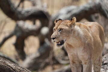 portrait headshot of a lioness in the tarangire national park tanzania, safari, tourism female lion
