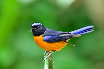 bird with black face blue wings and orange belly perching on green stick, male of rufous-bellied niltava